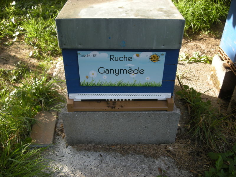 La ruche