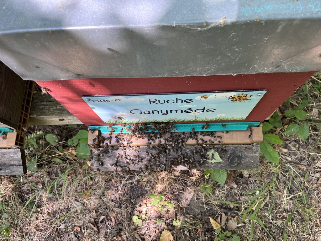 La ruche Ganymède