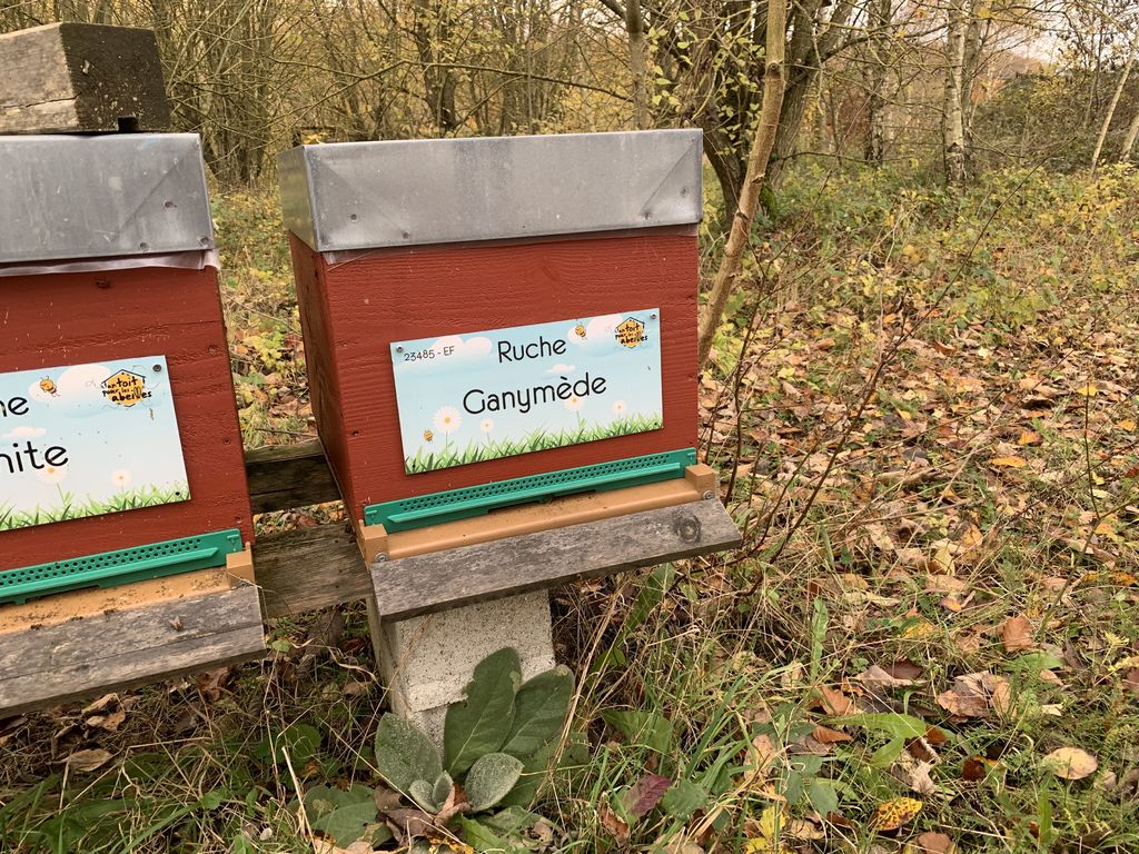 La ruche Ganymède