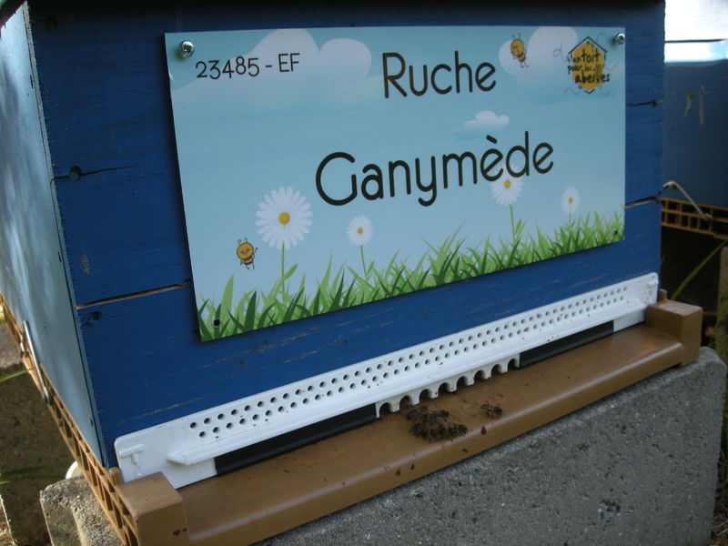 La ruche Ganymède