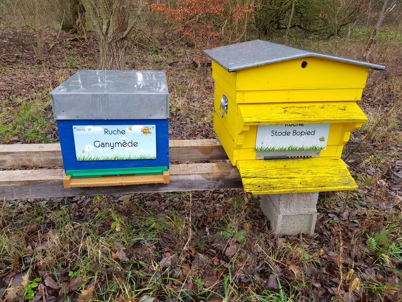 La ruche Ganymède