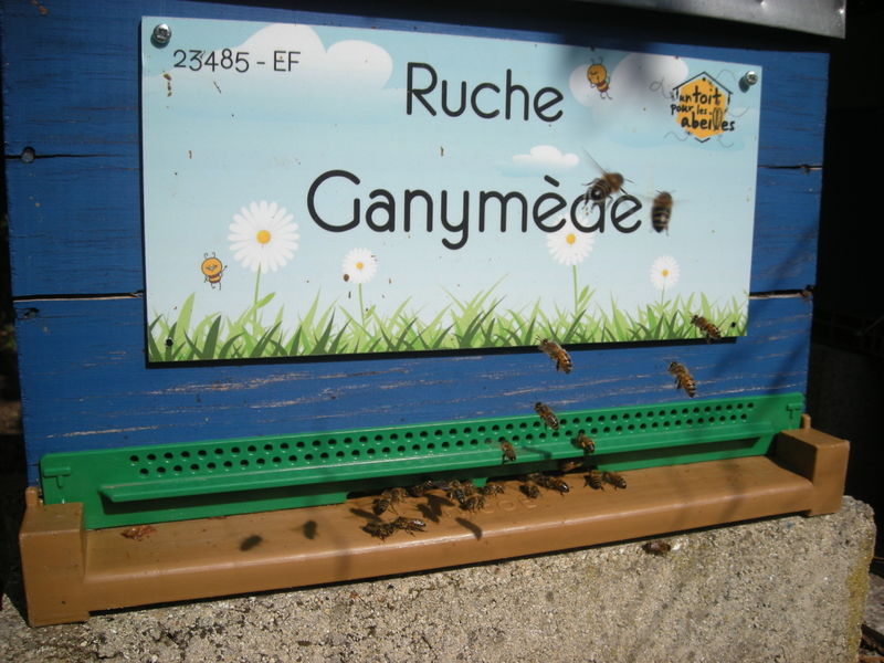 La ruche Ganymède