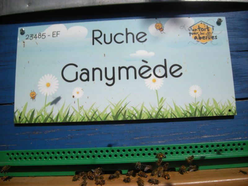 La ruche Ganymède