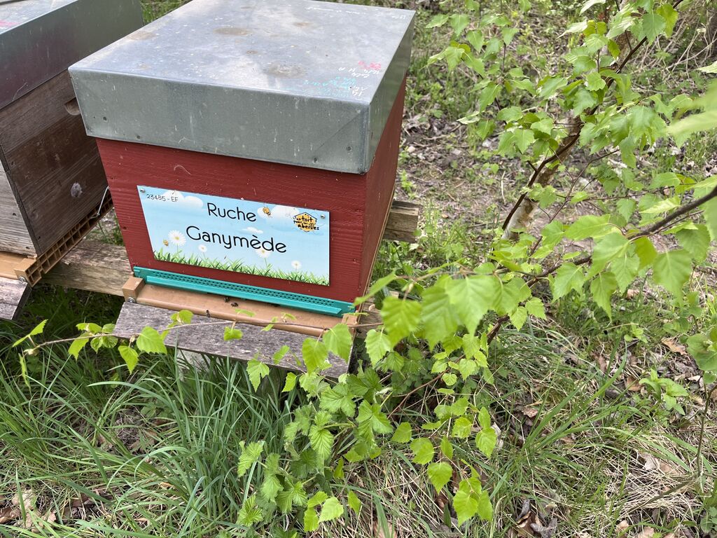 La ruche Ganymède