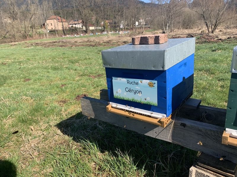 La ruche Géryon