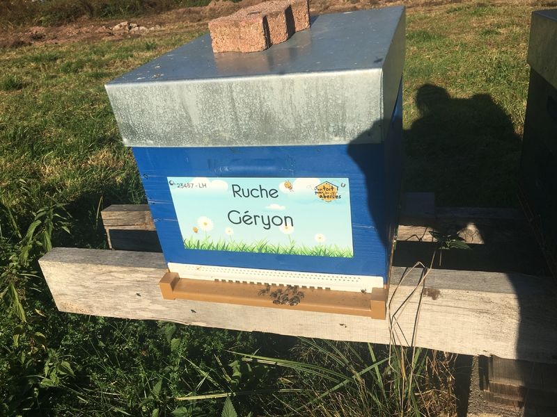 La ruche Géryon