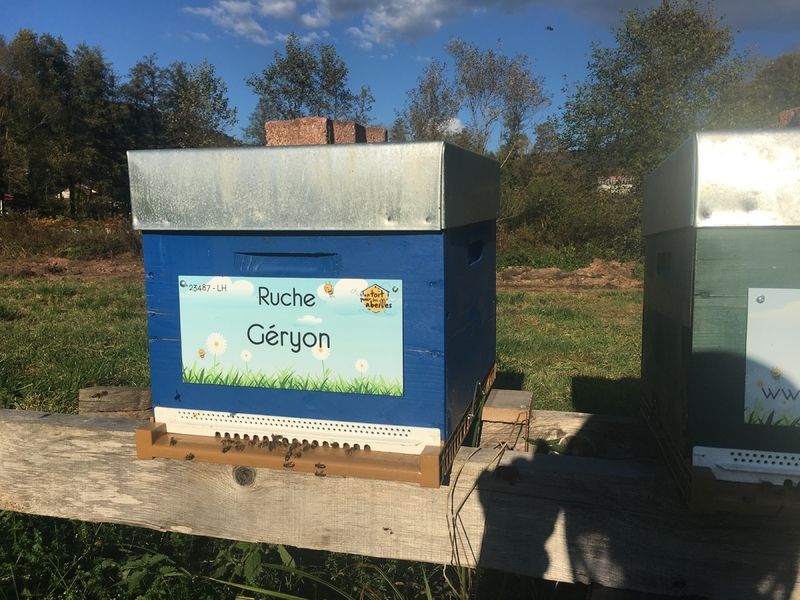 La ruche Géryon