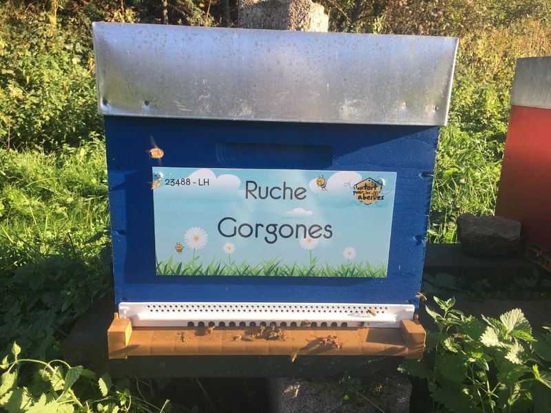 La ruche
