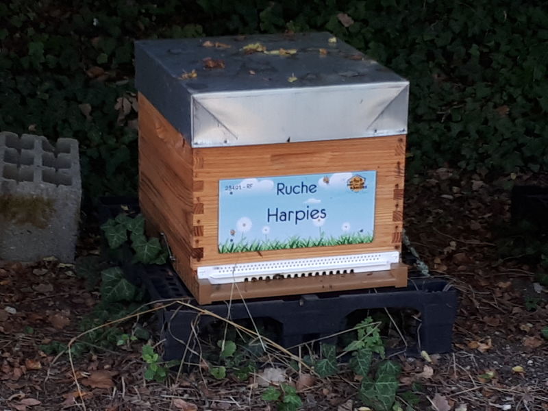 La ruche Harpies