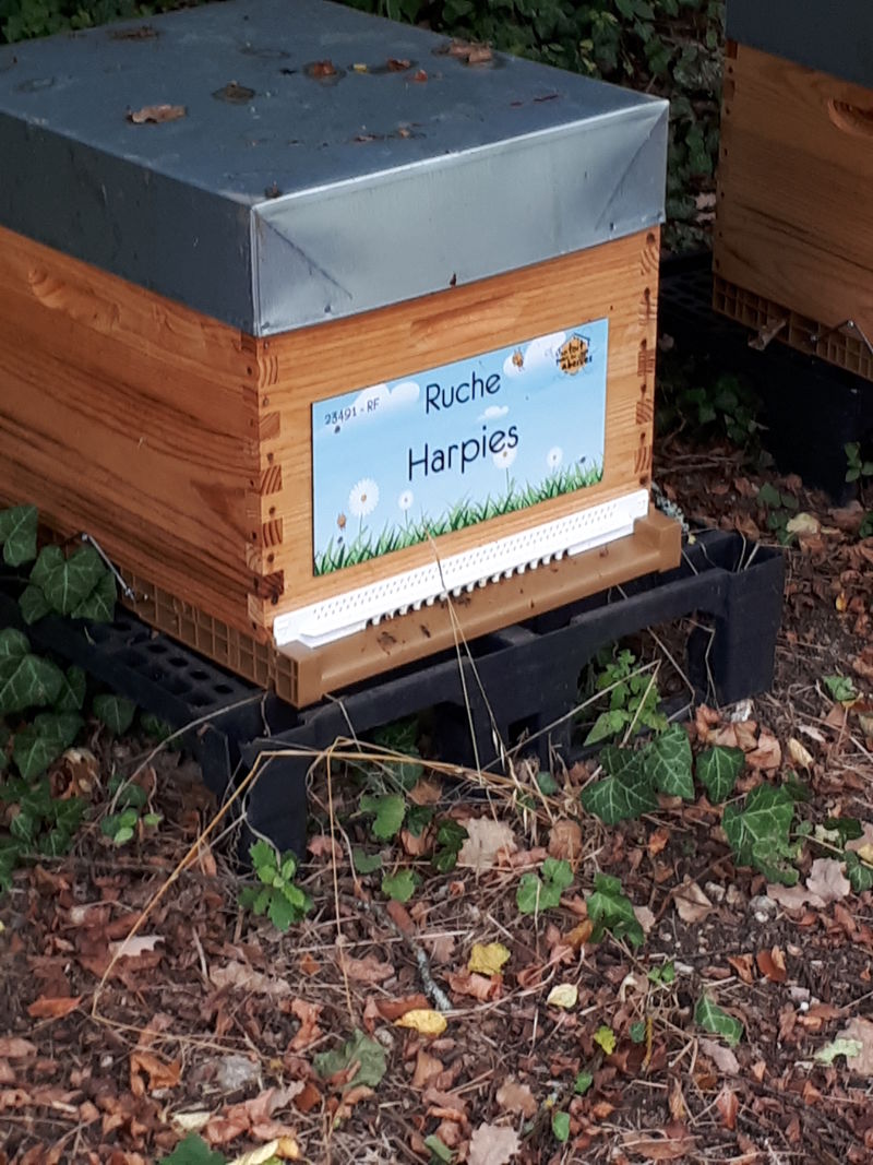 La ruche Harpies
