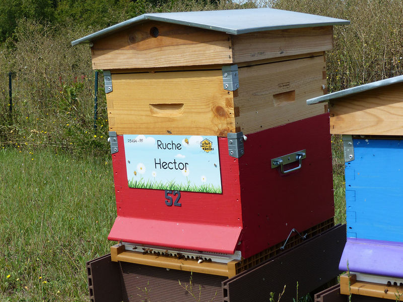 La ruche Hector