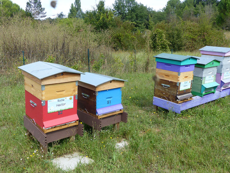 La ruche Hector
