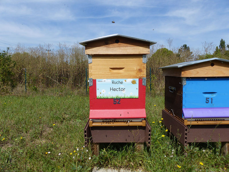 La ruche Hector