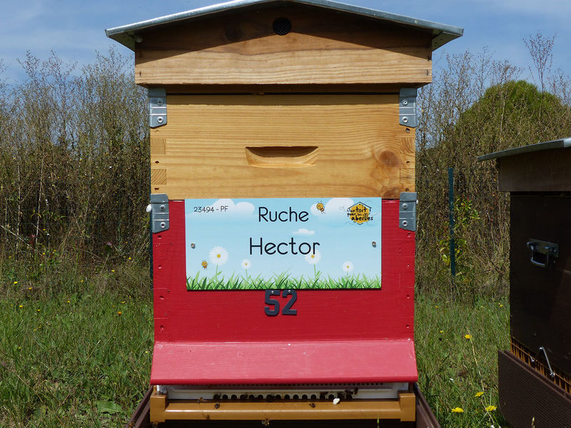 La ruche Hector
