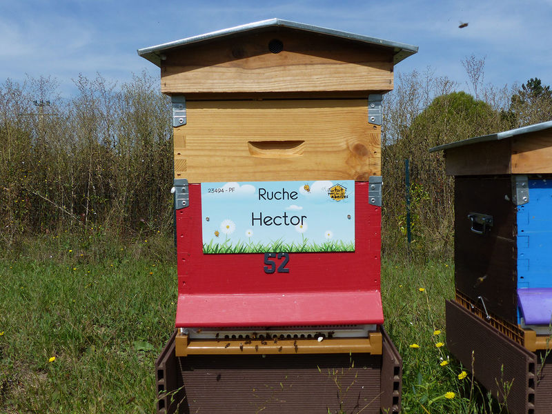 La ruche Hector