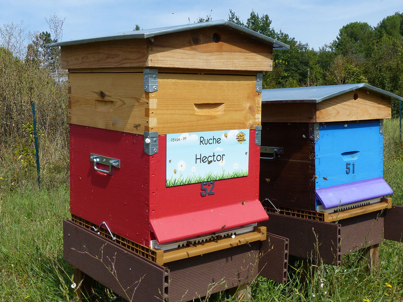 La ruche Hector