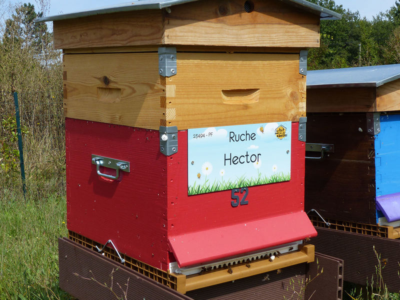 La ruche Hector