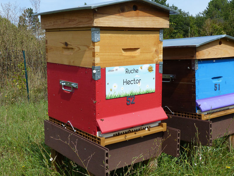 La ruche Hector