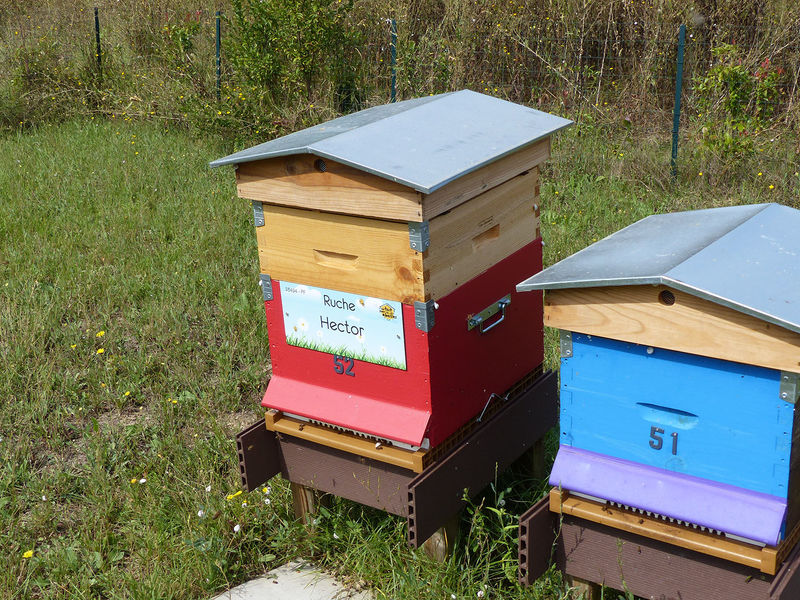La ruche Hector