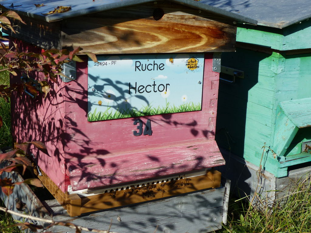 La ruche Hector
