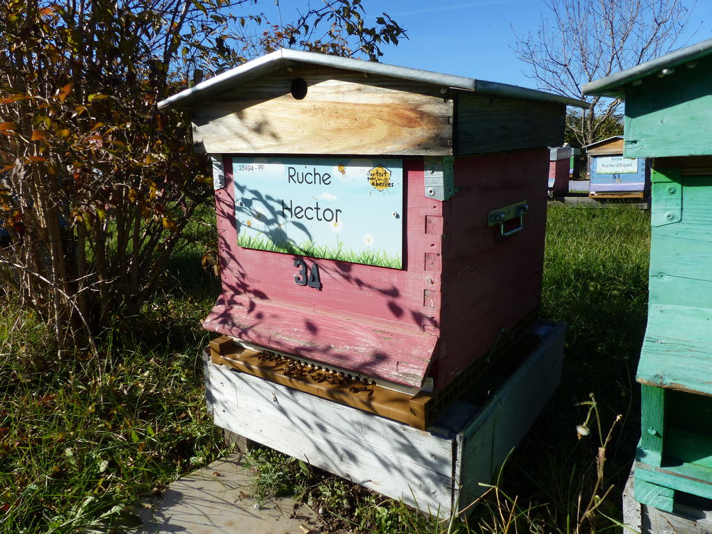 La ruche Hector