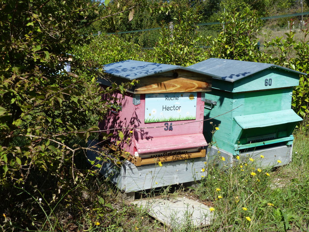 La ruche Hector