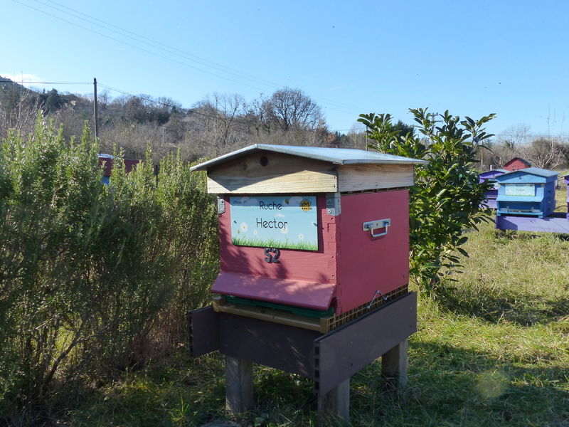 La ruche Hector