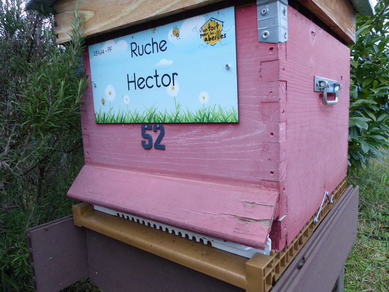 La ruche Hector