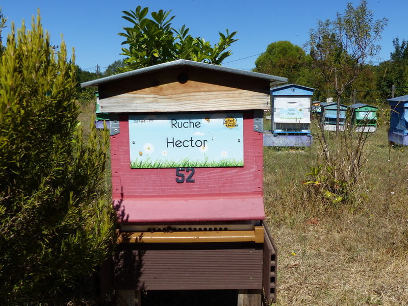 La ruche Hector