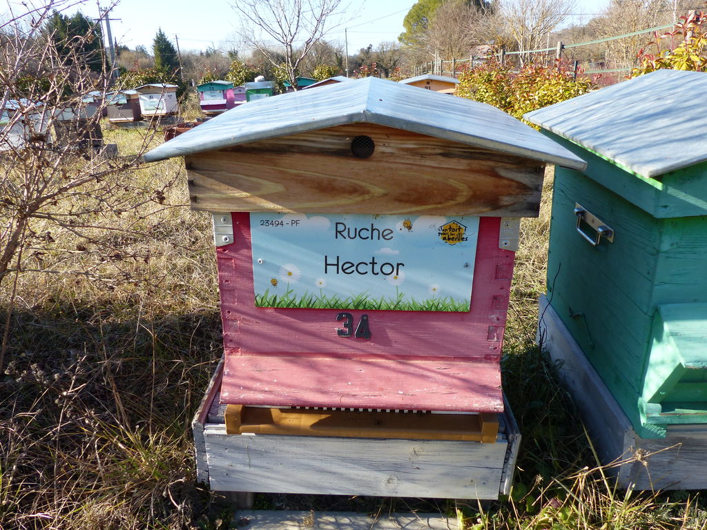 La ruche Hector