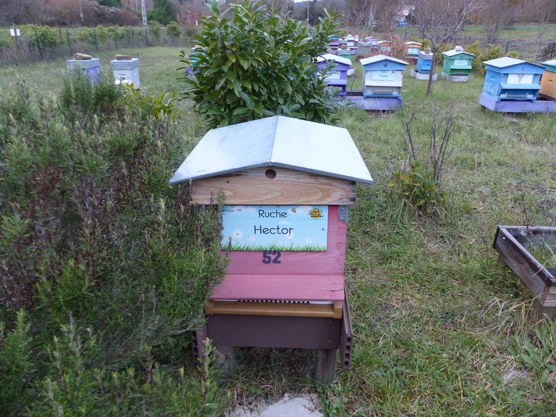 La ruche Hector