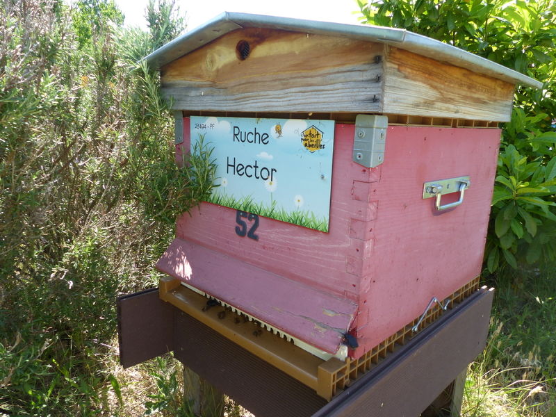 La ruche Hector