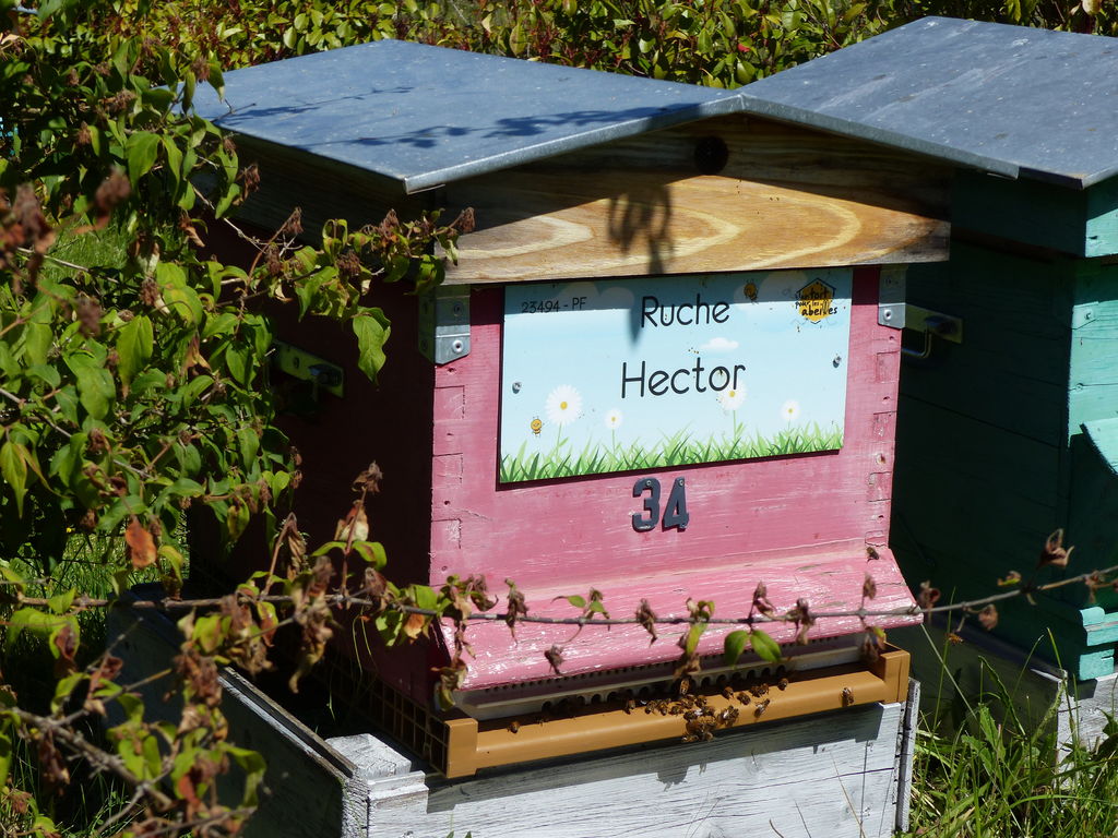La ruche Hector