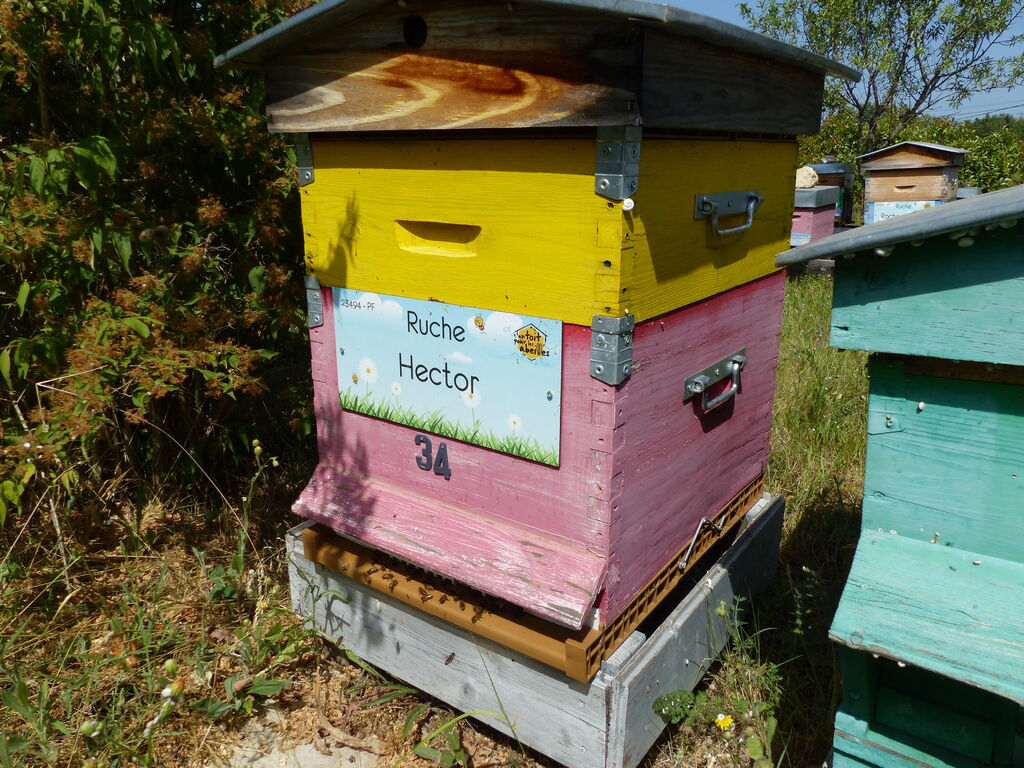 La ruche Hector