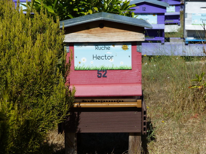 La ruche Hector