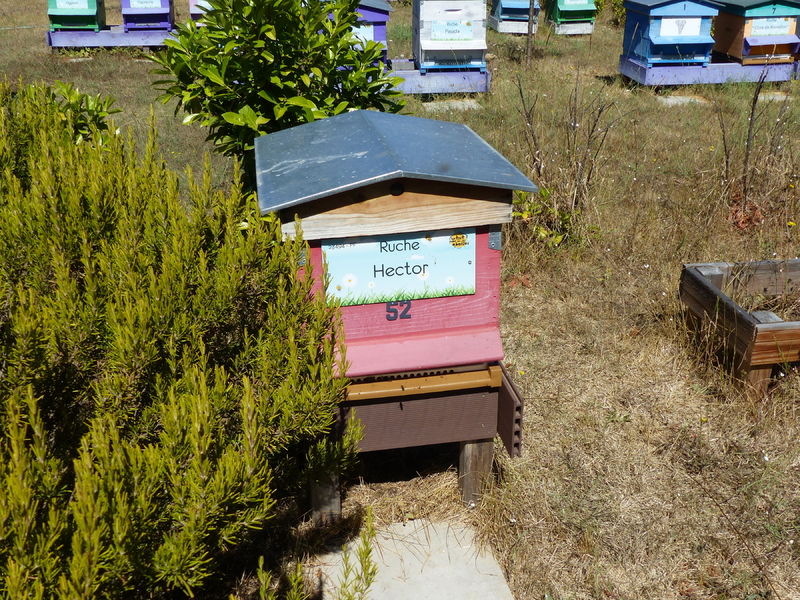 La ruche Hector
