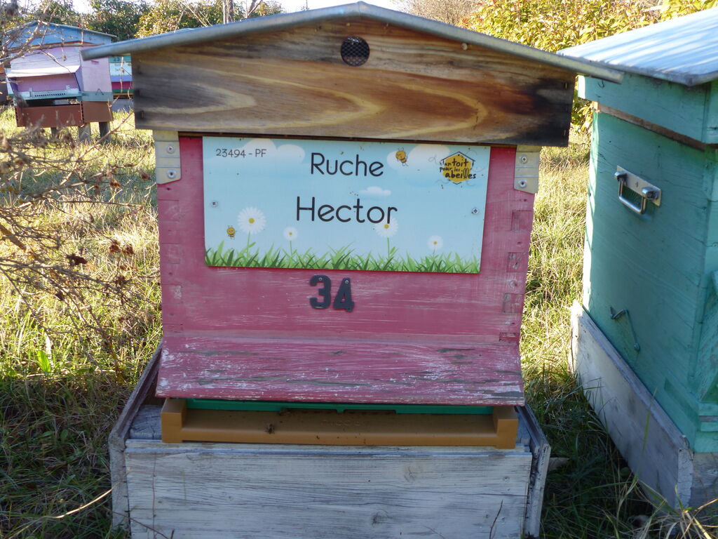 La ruche Hector