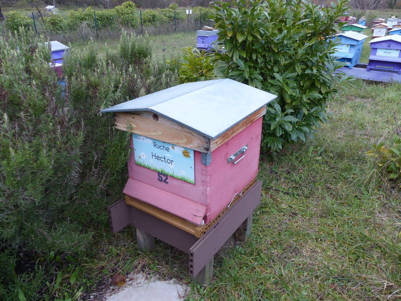 La ruche Hector