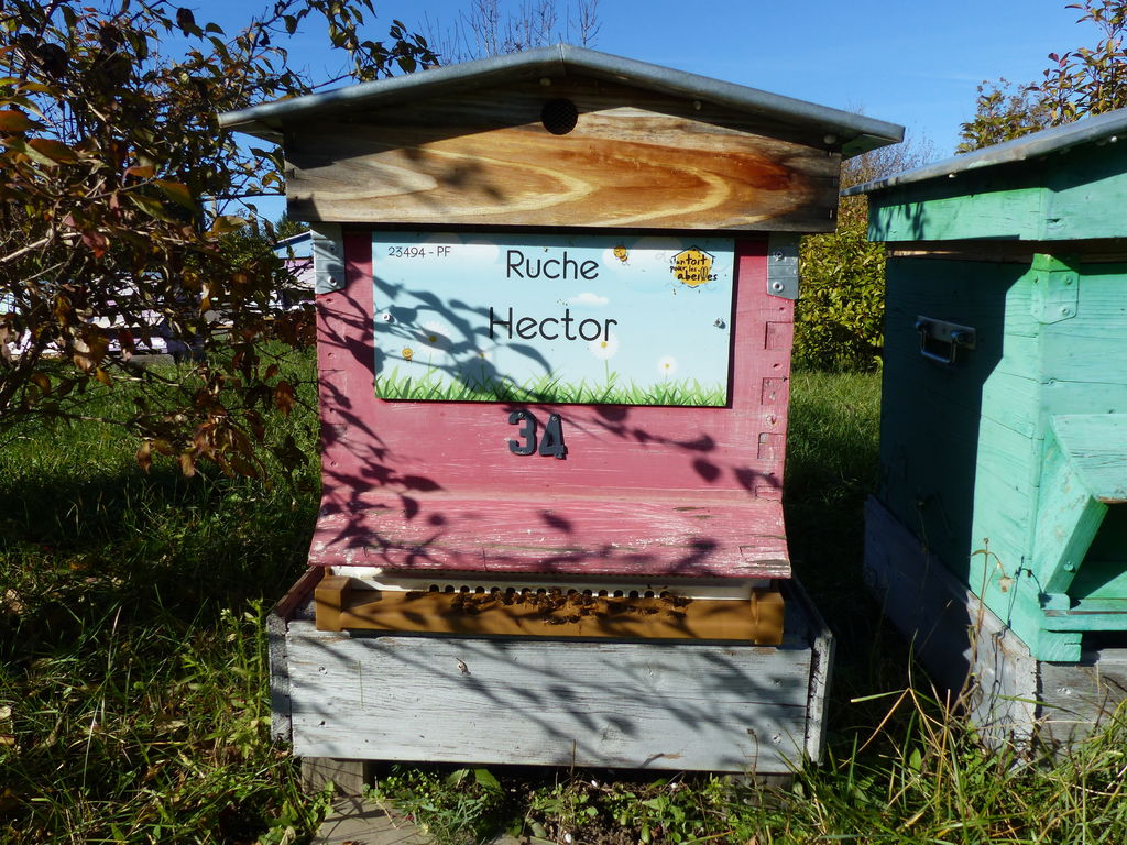 La ruche Hector