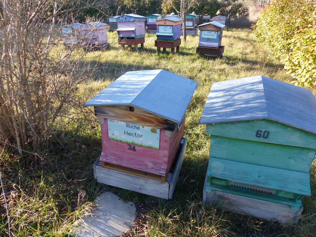 La ruche Hector