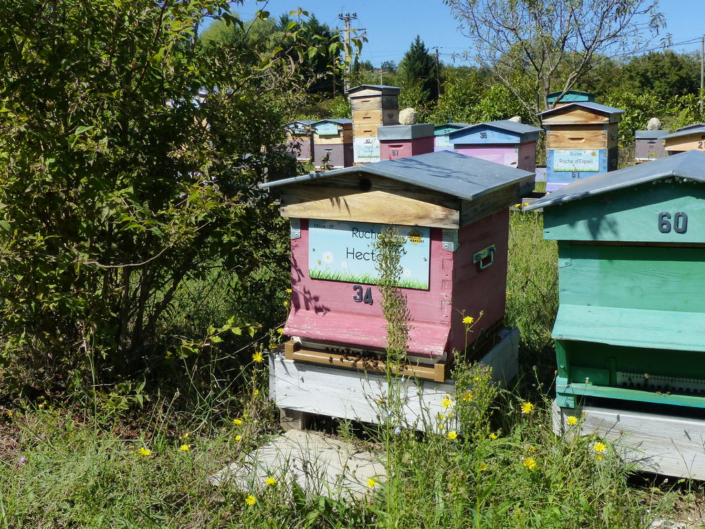 La ruche Hector