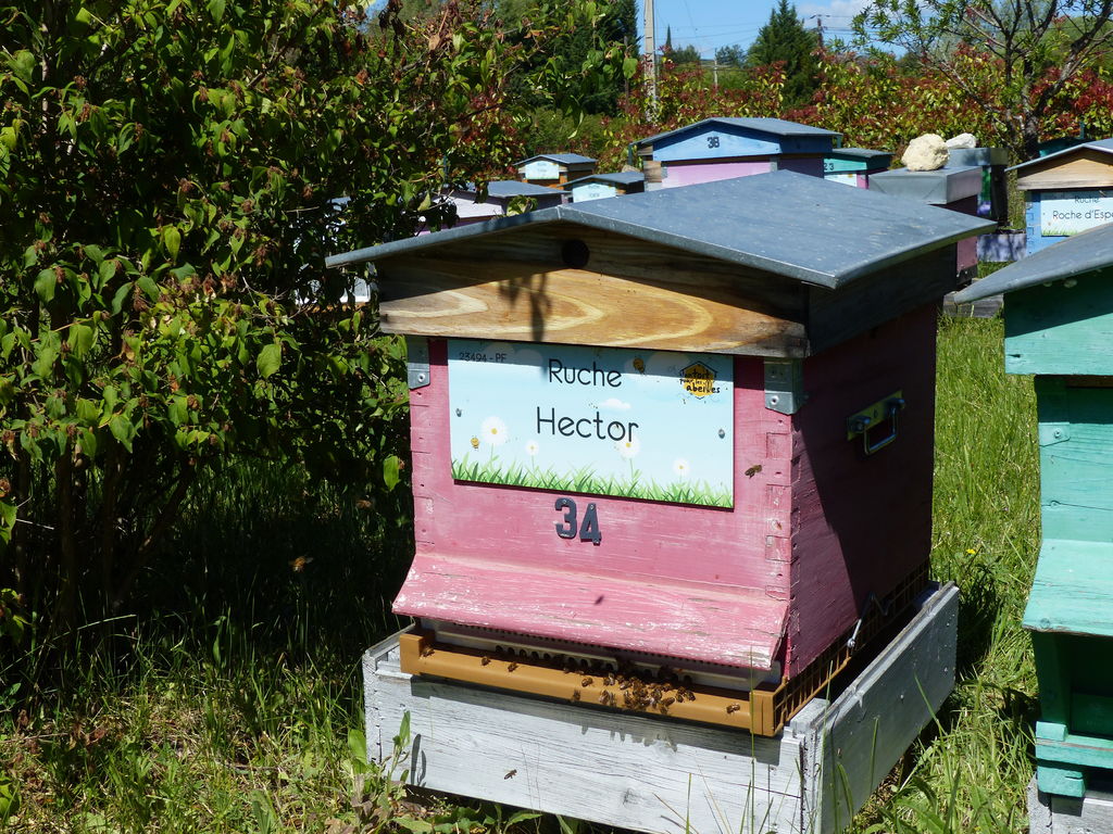 La ruche Hector