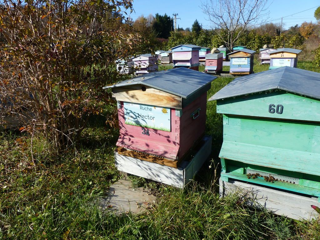 La ruche Hector