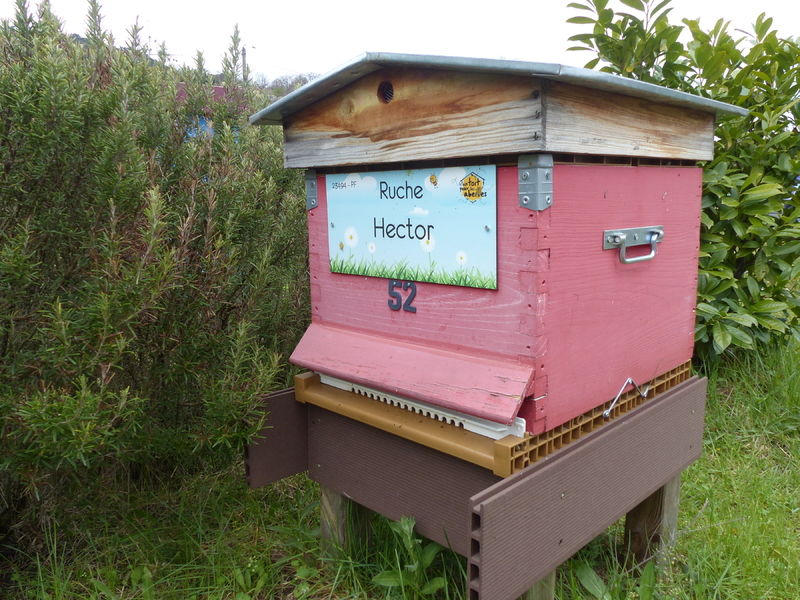 La ruche Hector