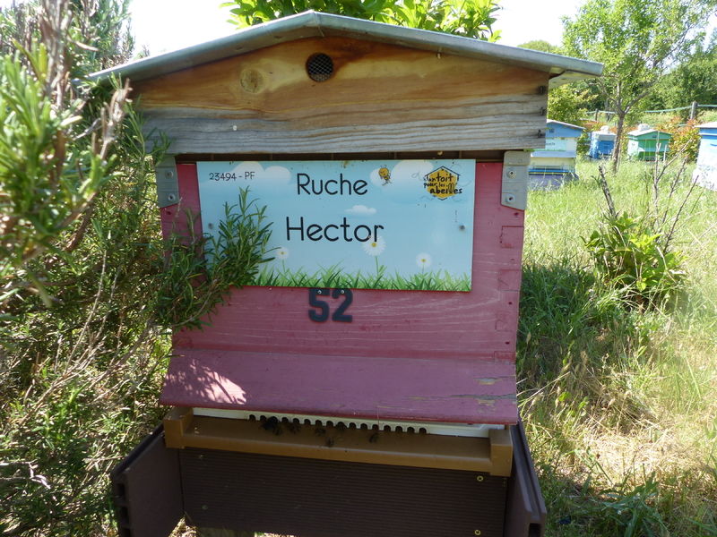 La ruche Hector