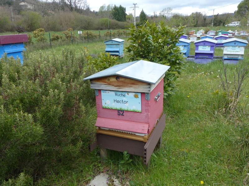 La ruche Hector