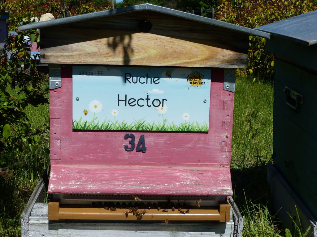 La ruche Hector