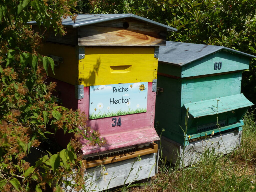 La ruche Hector