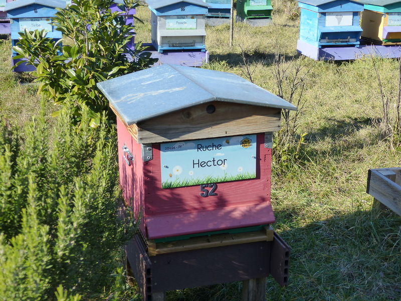 La ruche Hector