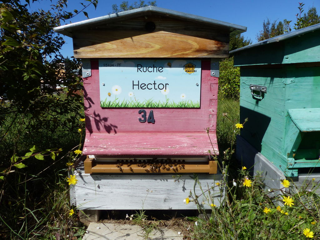 La ruche Hector